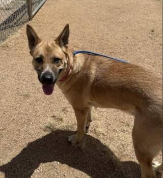 FREYA -  Belgian Shepherd Malinois and Mixed Breed Dog for Adoption in Killeen, Texas - FREYA | PetCurious