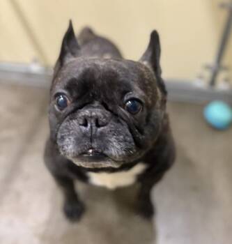Rocky -  French Bulldog Dog for Adoption in Sioux City, Iowa - Rocky | PetCurious