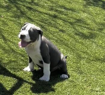 Labrador Retriever Dogs Available for Adoption in San Antonio, Texas - Kirk  | PetCurious