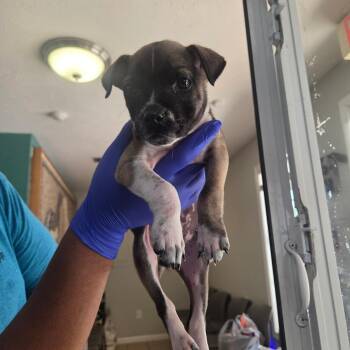 Darla -  Pit Bull Terrier Dog for Adoption in Starkville, Mississippi - Darla | PetCurious
