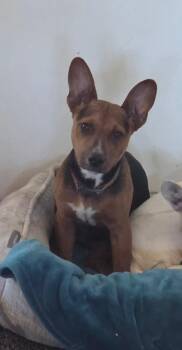 Shepherd and Basset Hound Dogs Available for Adoption - Moose | PetCurious