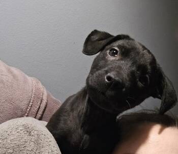 Titos -  Mixed Breed Dog for Adoption - Titos | PetCurious