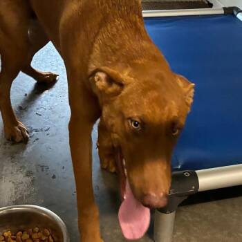 Zombie -  German Shepherd Dog and Pit Bull Terrier Dog for Adoption in Richmond Hill, Georgia - Zombie | PetCurious