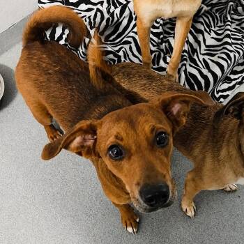 Barbie -  Feist Dog for Adoption in Spruce Pine, North Carolina - Barbie | PetCurious