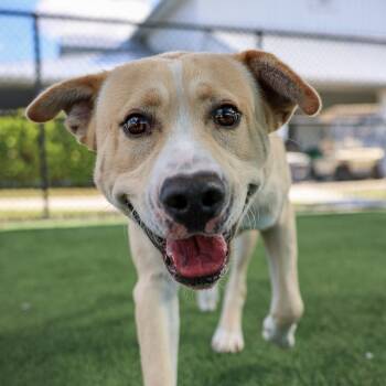 Rescue Mixed Breed Dogs for Adoption in Bradenton, Florida - Kevin | PetCurious