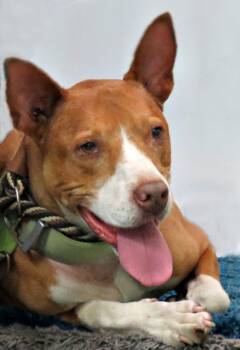Radar -  Pit Bull Terrier Dog for Adoption in Lexington, Virginia - Radar | PetCurious