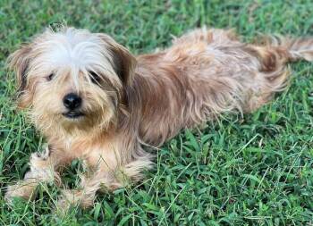 Casper -  Terrier and Chihuahua Dog for Adoption in Milton, Georgia - Casper | PetCurious