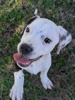 Basset Hound and American Bully Dogs Available for Adoption - Pup Tart | PetCurious