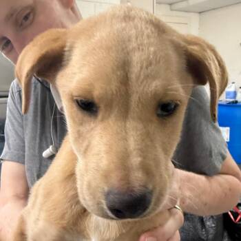 Labrador Retriever Dogs Available for Adoption in Jacksonville, Arkansas - Allie | PetCurious
