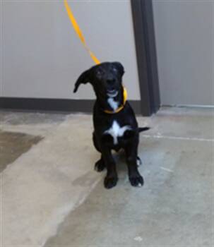 Rescue Labrador Retriever Dogs for Adoption in Ontario, California - RIVER | PetCurious