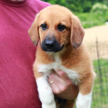 CT Kors -  Labrador Retriever and Mixed Breed Dog for Adoption in Eastford, Connecticut - CT Kors | PetCurious