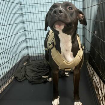 Rescue Terrier Dogs for Adoption in St. Louis, Missouri - Sunday Funday | PetCurious