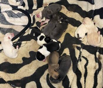 Stanford -  Border Collie and Mixed Breed Dog for Adoption in Lockhart, Texas - Stanford | PetCurious