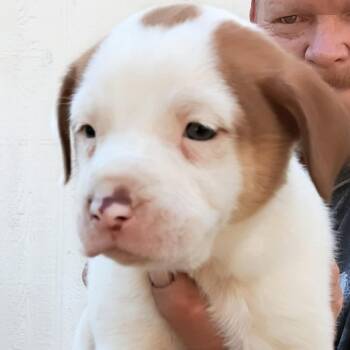 Terrier and Mixed Breed Dogs Available for Adoption - Marty | PetCurious