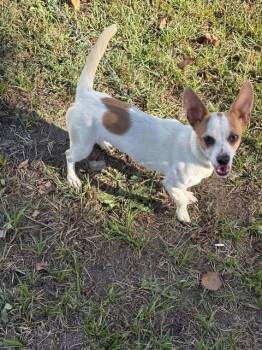 Rebel -  Mixed Breed Dog for Adoption in Hopkinton, Massachusetts - Rebel | PetCurious