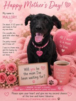 Poodle Dogs Available for Adoption in Momence, Illinois - Mallory | PetCurious