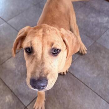 Blondie -  Great Dane and Catahoula Leopard Dog Dog for Adoption in Shorewood, Illinois - Blondie | PetCurious