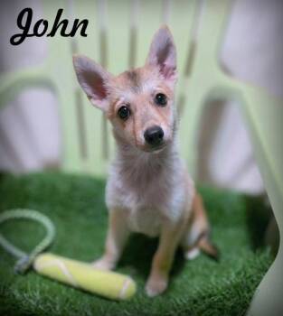 Rescue Pomeranian and Chihuahua Dogs for Adoption in Anaheim, California - John | PetCurious