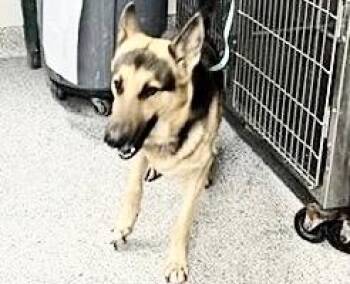 German Shepherd Dog Dogs Available for Adoption in Houston, Texas - A657033 | PetCurious