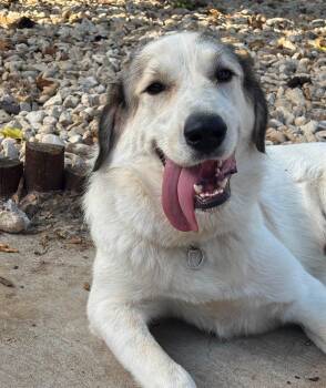 Cisco -  Great Pyrenees Dog for Adoption in Garland, Texas - Cisco | PetCurious