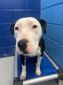 Pit Bull Terrier and Labrador Retriever Dogs Available for Adoption - Lana | PetCurious