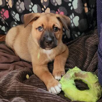 Scott Hoying -  Australian Shepherd and Mixed Breed Dog for Adoption in Shorewood, Illinois - Scott Hoying | PetCurious