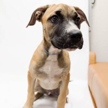 828 (2026) Willow -  Pit Bull Terrier and Mixed Breed Dog for Adoption in Parker, Colorado - 828 (2026) Willow | PetCurious