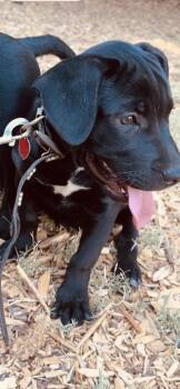 8 week old puppies -  Black Labrador Retriever Dog for Adoption in Torrance, California - 8 Week Old Puppies | PetCurious