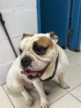 Bella -  English Bulldog and American Bulldog Dog for Adoption in Largo, Florida - Bella | PetCurious