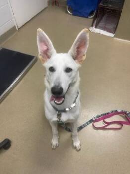 German Shepherd Dog and Mixed Breed Dogs Available for Adoption - ARWEN | PetCurious
