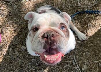 English Bulldog Dogs Available for Adoption in Colorado Springs, Colorado - DEO | PetCurious