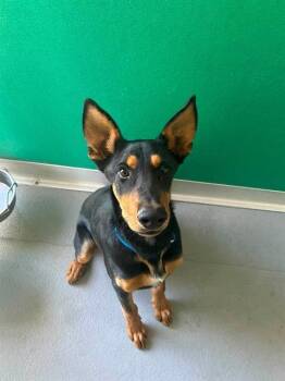 PLUTO -  Doberman Pinscher and Mixed Breed Dog for Adoption in Visalia, California - PLUTO | PetCurious