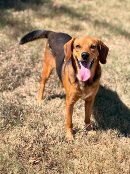 Leo -  Beagle Dog for Adoption in Little Rock, Arkansas - Leo | PetCurious