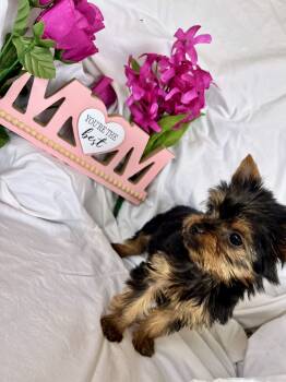 Yorkshire Terrier Dogs Available for Sale in Corona, California - Mia | PetCurious