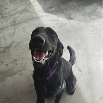 Black Labrador Retriever Dogs Available for Adoption in Wilmington, North Carolina - Buddy Boo Boo | PetCurious