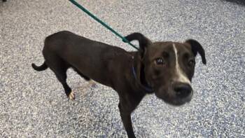 FREDDY -  Pit Bull Terrier and Mixed Breed Dog for Adoption in Thousand Palms, California - FREDDY | PetCurious