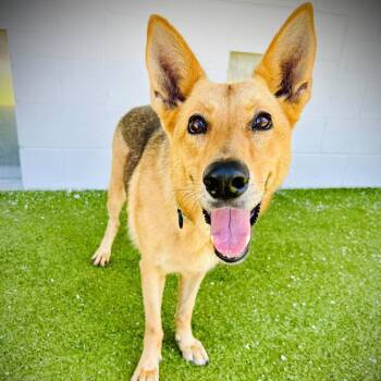 Mixed Breed Dogs Available for Adoption in Englewood, Florida - Linda | PetCurious