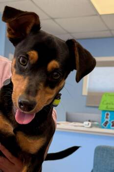 Dachshund Dogs Available for Adoption - Stitch | PetCurious