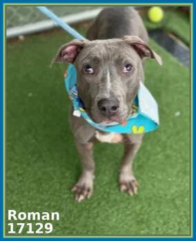 ROMAN -  Pit Bull Terrier and American Staffordshire Terrier Dog for Adoption in Marietta, Georgia - ROMAN | PetCurious