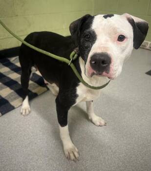Boston Terrier Dogs Available for Adoption in Indianapolis, Indiana - SUNNIE | PetCurious
