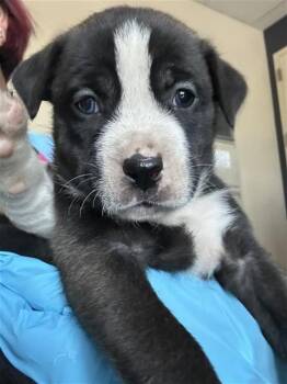 HAPPY -  Terrier Dog for Adoption in San Antonio, Texas - HAPPY | PetCurious