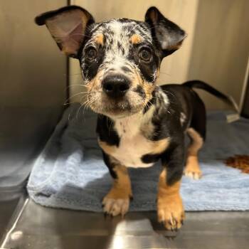 Pierce 22442 -  Dachshund and Mixed Breed Dog for Adoption in Cumming, Georgia - Pierce 22442 | PetCurious
