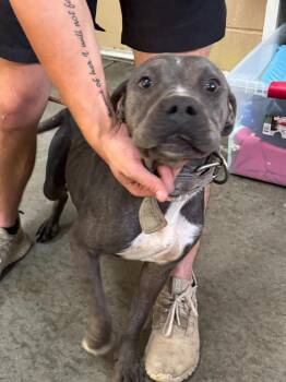 Robin -  Pit Bull Terrier Dog for Adoption in Swainsboro, Georgia - Robin | PetCurious