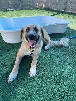 Frida -  Anatolian Shepherd and Great Pyrenees Dog for Adoption in San Diego, California - Frida | PetCurious