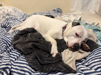 Pit Bull Terrier and American Staffordshire Terrier Dogs Available for Adoption in Troy, Michigan - Bjork | PetCurious