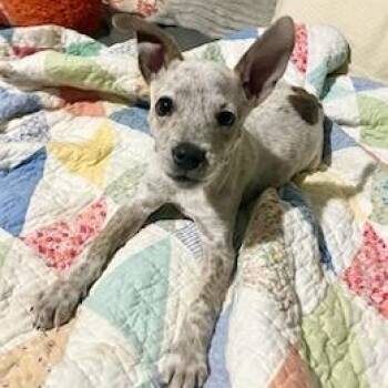Tadpole -  Australian Cattle Dog Blue Heeler Dog for Adoption in Lexington, Kentucky - Tadpole | PetCurious
