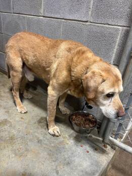 Labrador Retriever Dogs Available for Adoption in Rootstown, Ohio - Ole Yeller-Hospice Boy | PetCurious