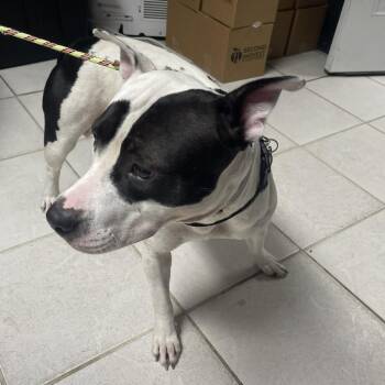 Sassy Lassy -  Pit Bull Terrier Dog for Adoption in Savannah, Georgia - Sassy Lassy | PetCurious