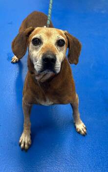 COPPER -  Beagle Dog for Adoption in Holbrook, New York - COPPER | PetCurious