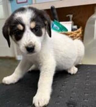 Shepherd and Mixed Breed Dogs Available for Adoption in Kansas City, Missouri - JuJu | PetCurious